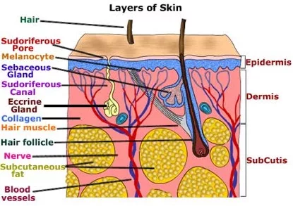 The Scientific Wisdom Behind Organic Skincare the chemistry layers of the skin. Our skin, the largest organ, serves as a protective barrier against mechanical, thermal, and physical injury, as well as hazardous substa 