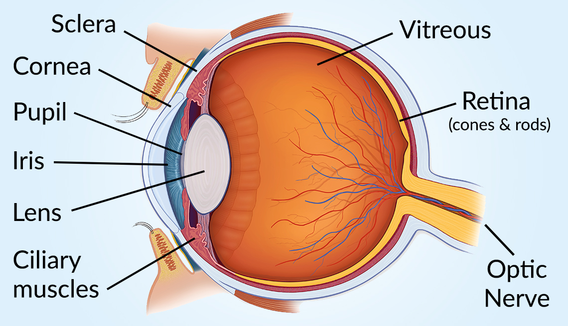 Anatomy of the eye showing the sclera, cornea, pupil, iris, lens, and more in Miracle Oil Extended eye banner