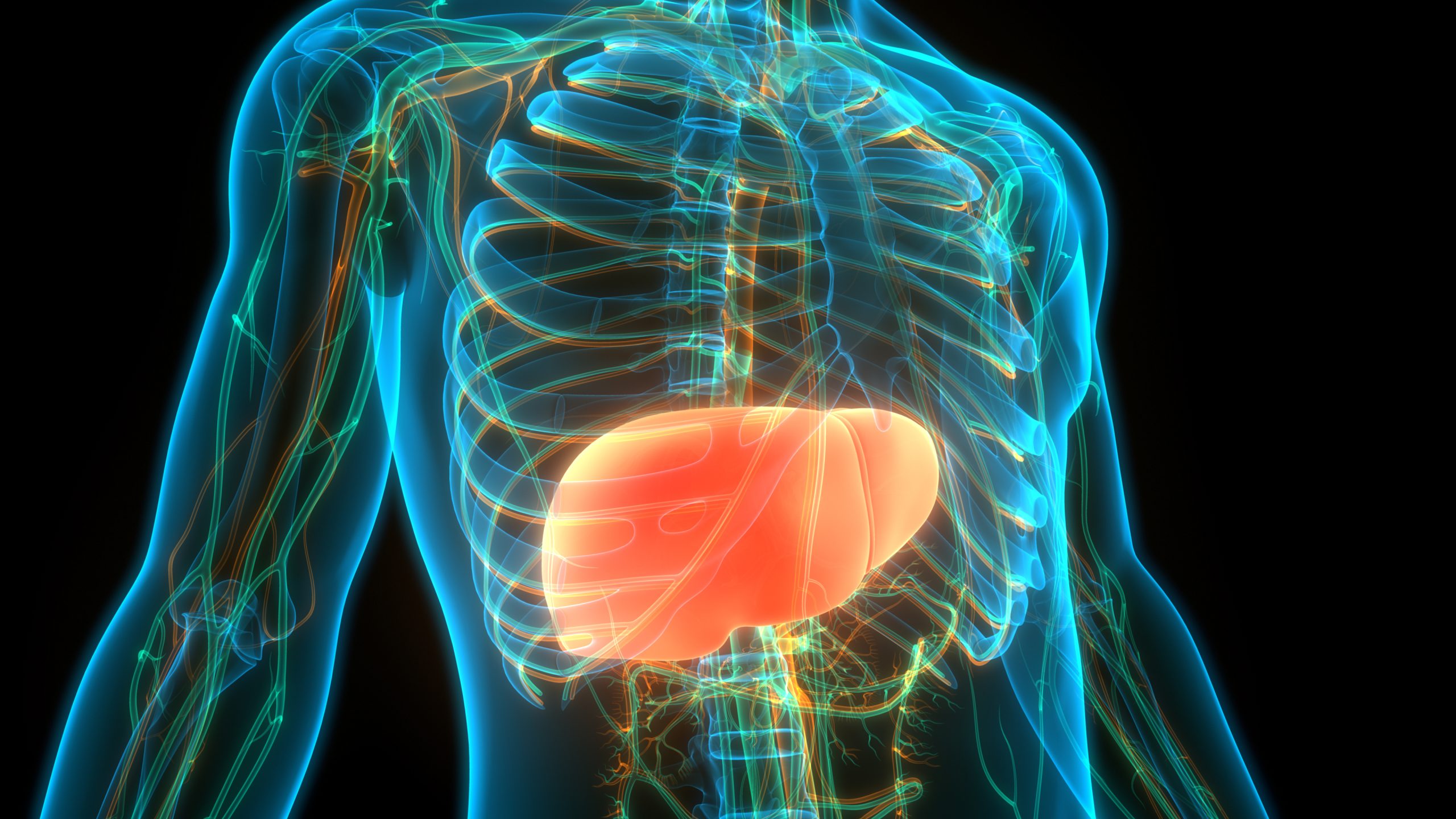 The Liver Location in the body in Miracle Oil Extended photo