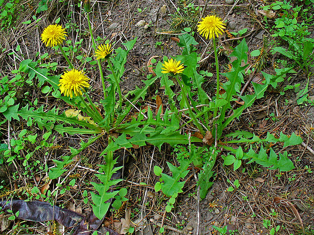 Introducing organic dandelion tea and capsules marked the initial steps, proving to be effective in managing Gout attacks, especially when incorporated at the onset. However, the real game-changer emerged with the inclusion of Organic Castor Oil."The Miracle Oil" 