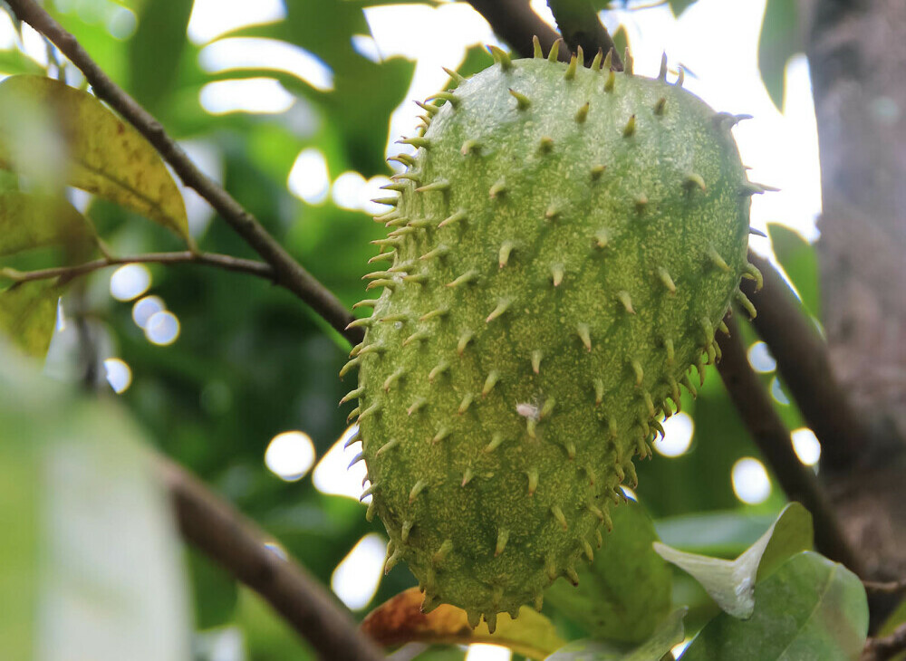 Soursop, Also Known As Graviola Or Guanabana, the wonder fruit